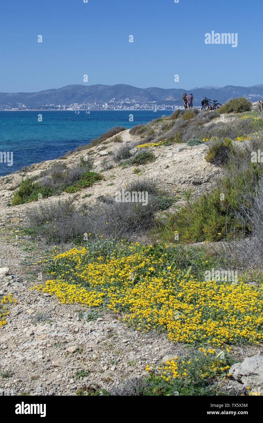 Wild yellow spring flowers and blue Mediterranean sea beyond in Mallorca, Spain. Stock Photo