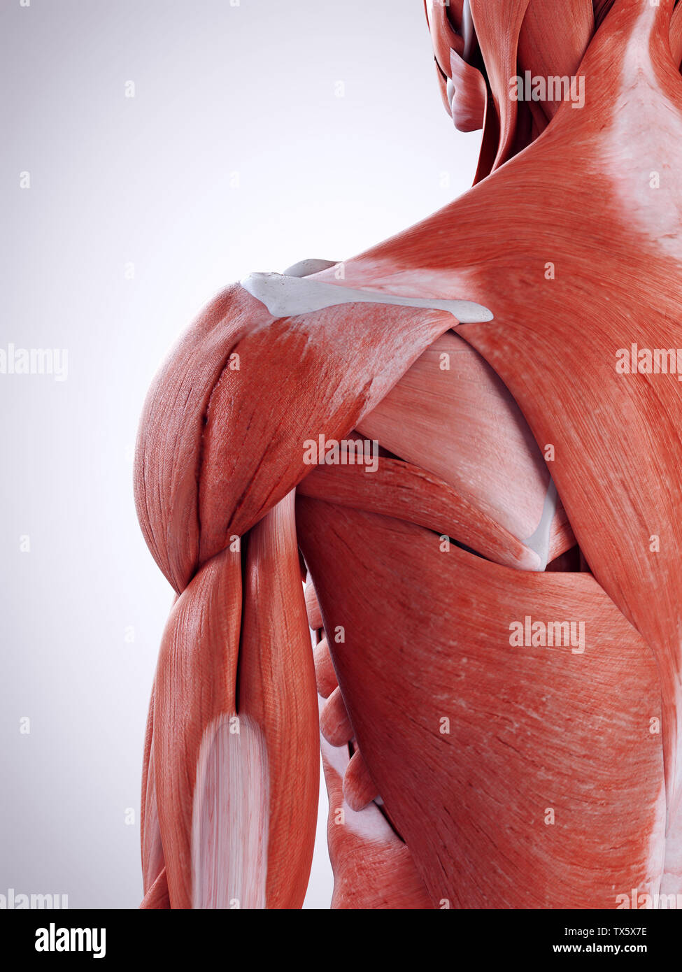 3d rendered medically accurate illustration of the shoulder muscles Stock Photo