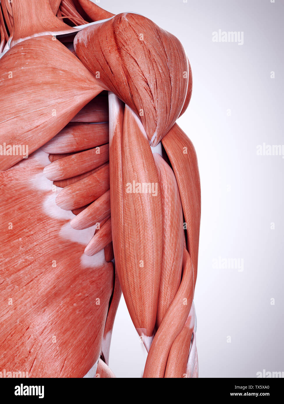 Upper arm muscles hi-res stock photography and images - Alamy