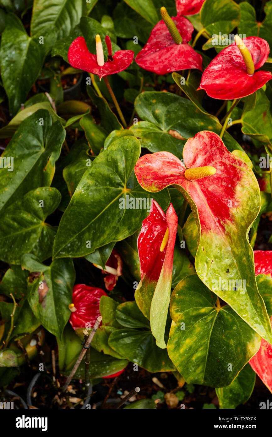 Anthurium flowering in the Madeira Botanic Gardens, Funchal, Madeira,  Portugal Stock Photo - Alamy