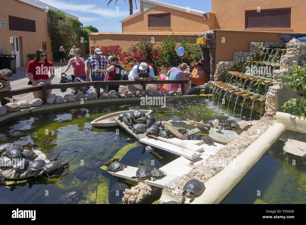 PALMA, MALLORCA, SPAIN - MAY 22, 2019: Visitors watching turtles in pond on Marineland on May 22, 2019 in Palma, Mallorca, Spain. Stock Photo