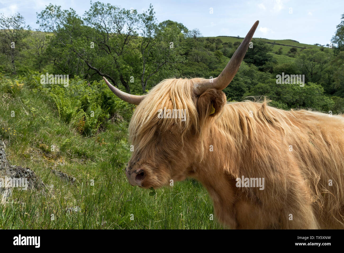 Highland Cow UK Stock Photo Alamy