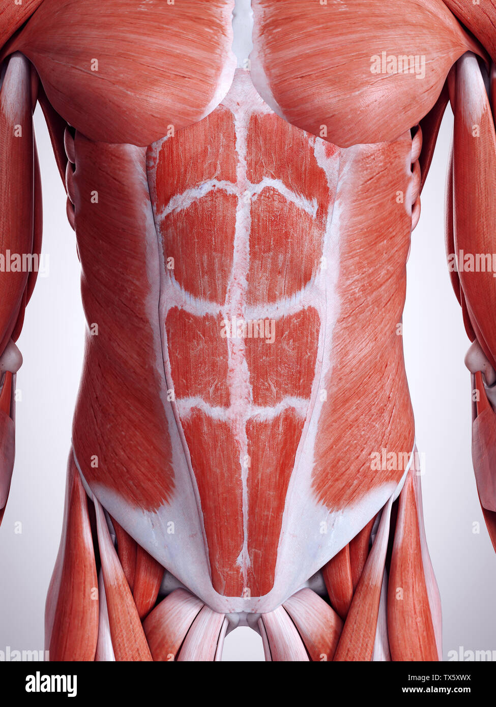 3d rendered medically accurate illustration of the abdominal muscles Stock Photo