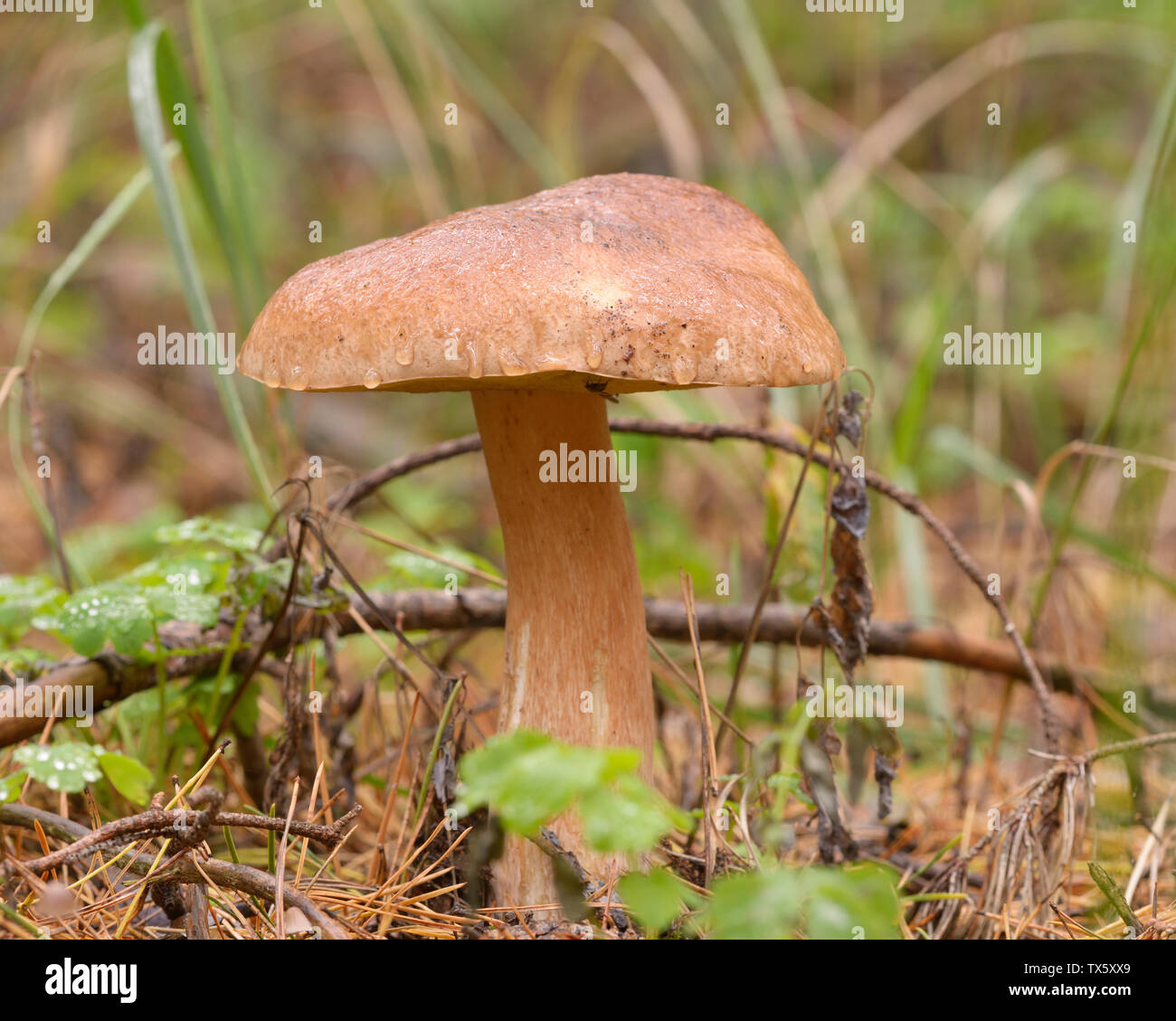 Porcini mushroom growing on the ground Stock Photo Alamy