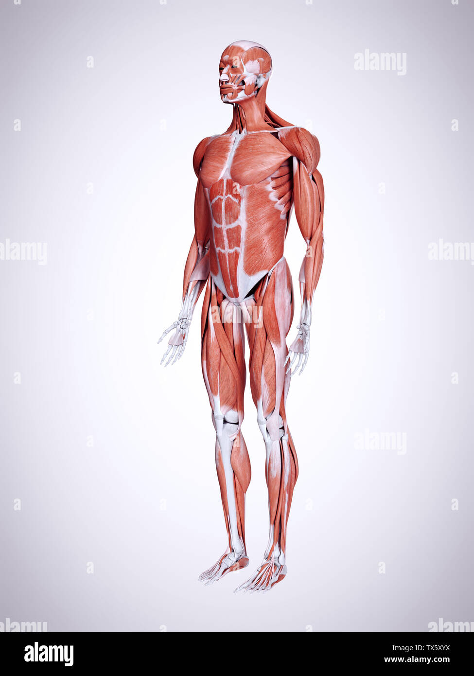 3d rendered medically accurate illustration of the male muscles Stock ...