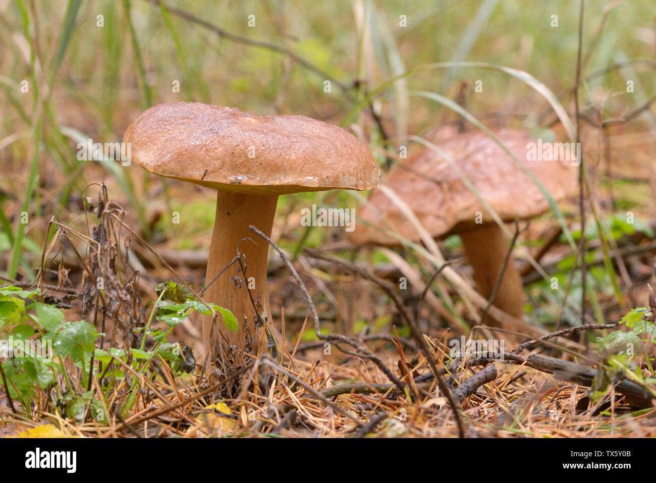 Porcini mushroom growing on the ground Stock Photo Alamy
