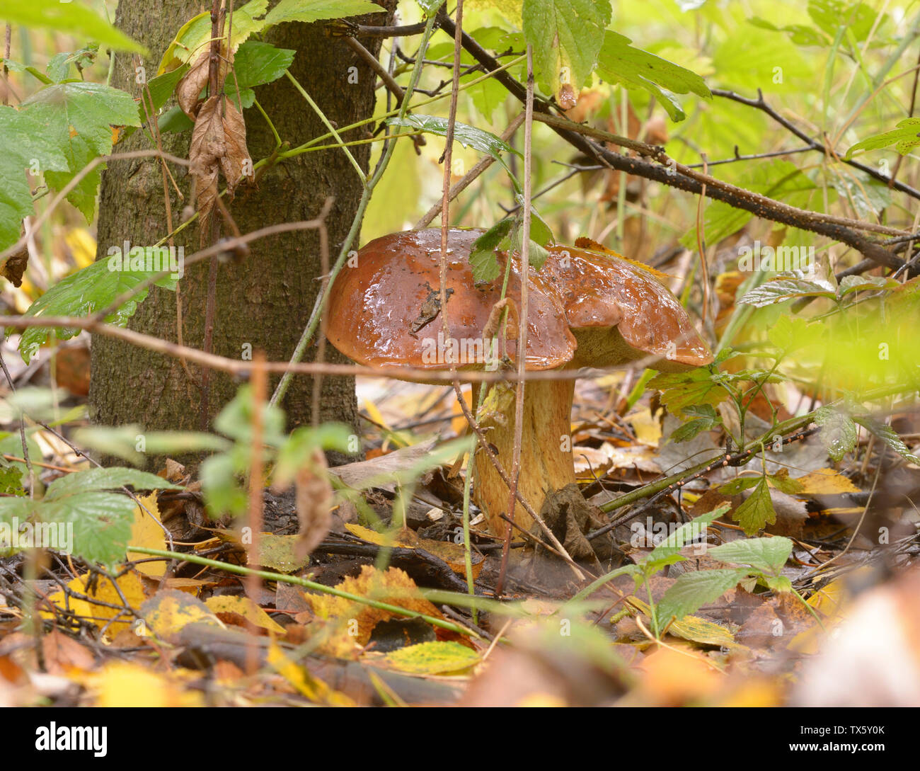 Porcini mushroom growing on the ground Stock Photo Alamy