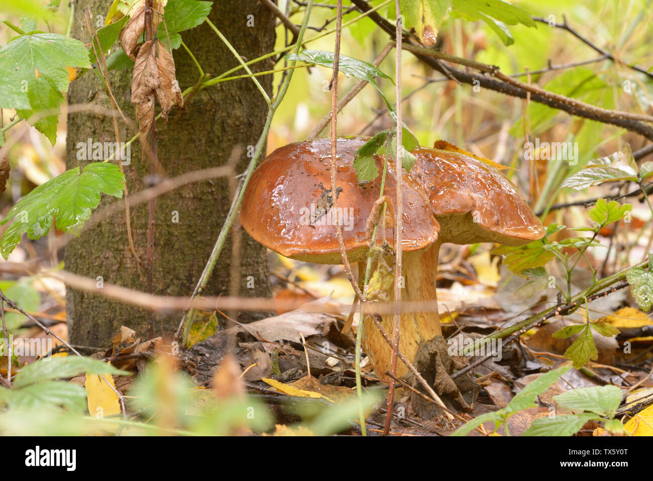 Porcini mushroom growing on the ground Stock Photo Alamy