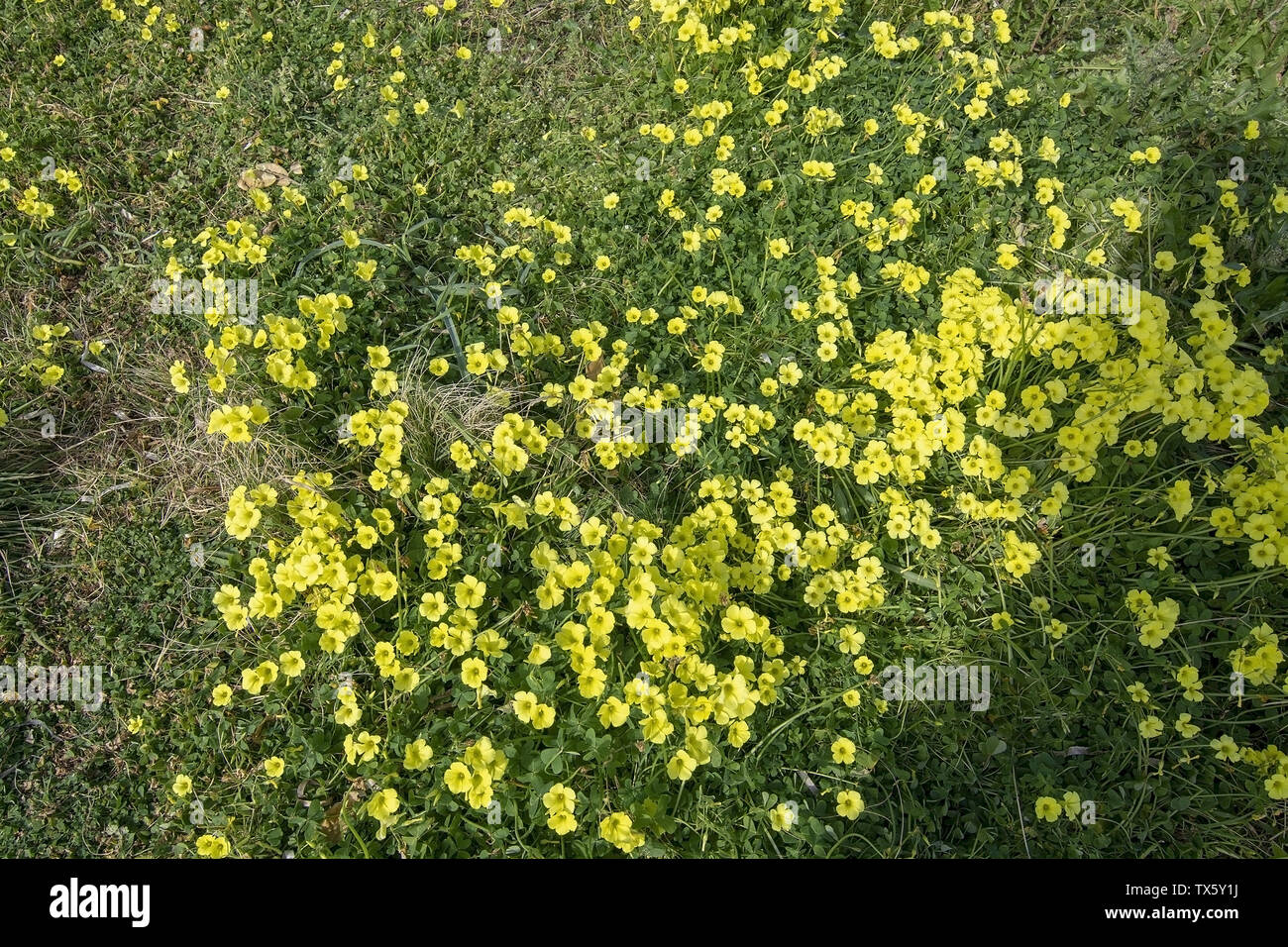 Stubborn Grass Flower — Steemit