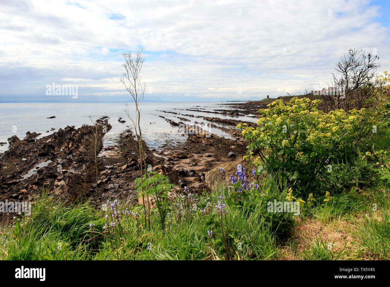 Fife Coastal Path between St Monans and Pittenweem, Scotland, UK Stock Photo Alamy