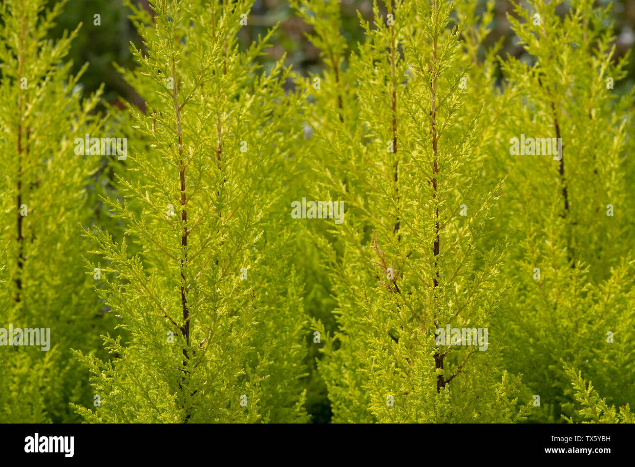 Conifer citrus cypress plant in pots spring green colour Stock Photo