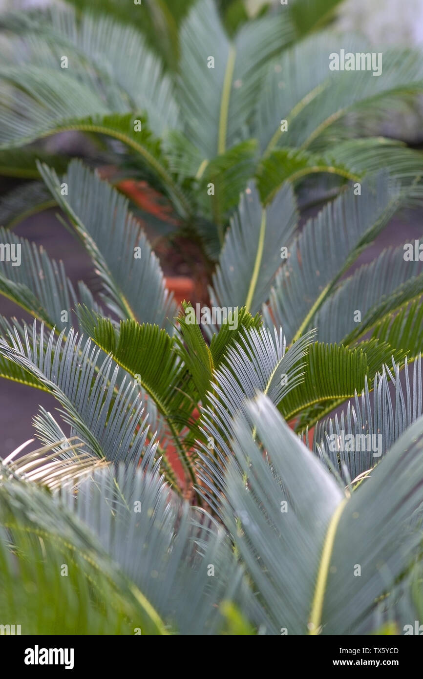 Palm leaves Cycas revoluta palm in pots in Mallorca, Spain. Stock Photo