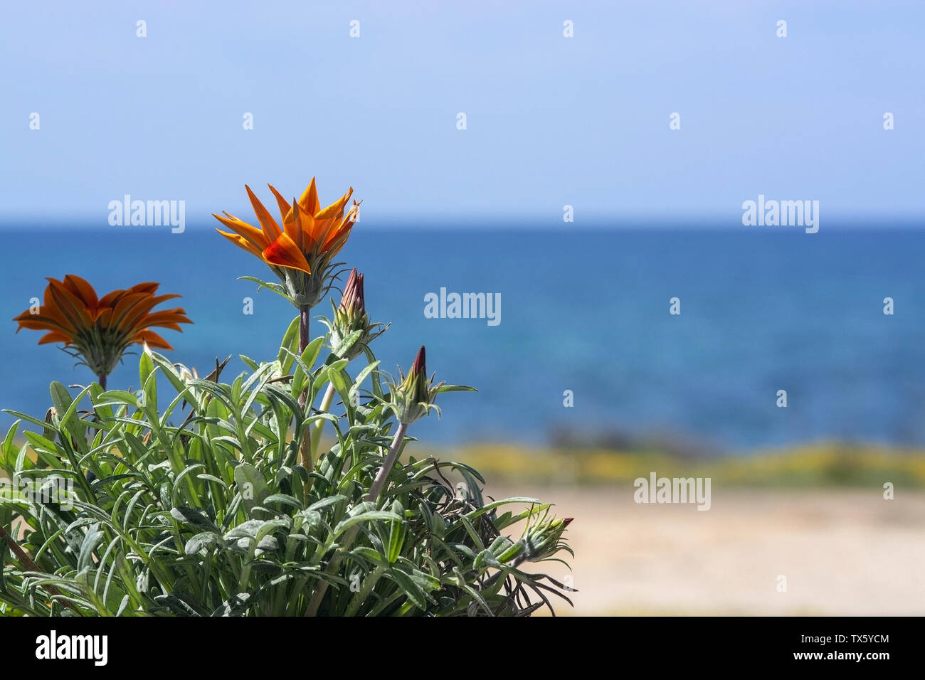 Bright orange aster like flower with blue sea and horizon out of focus with copy space, Mediterranean Spain. Stock Photo