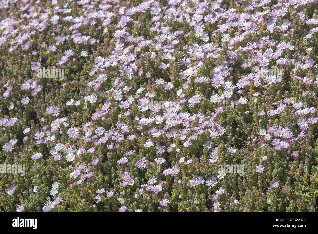Abundance of pink flowers on succulent plant in spring sunshine. Stock Photo