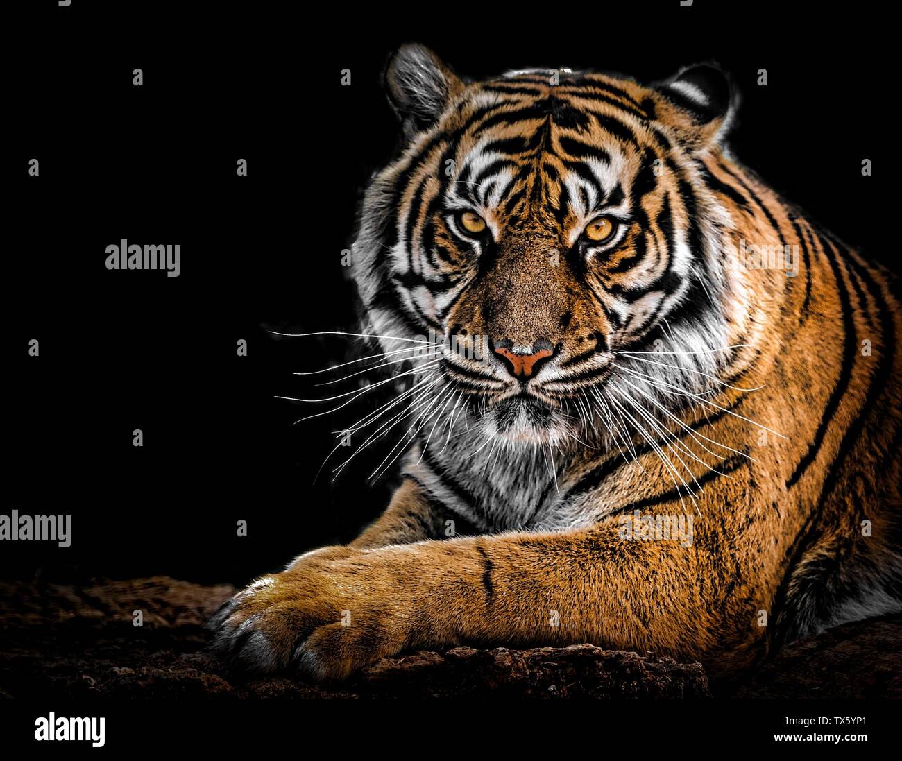 Photograph of The tiger (Panthera tigris) Stock Photo