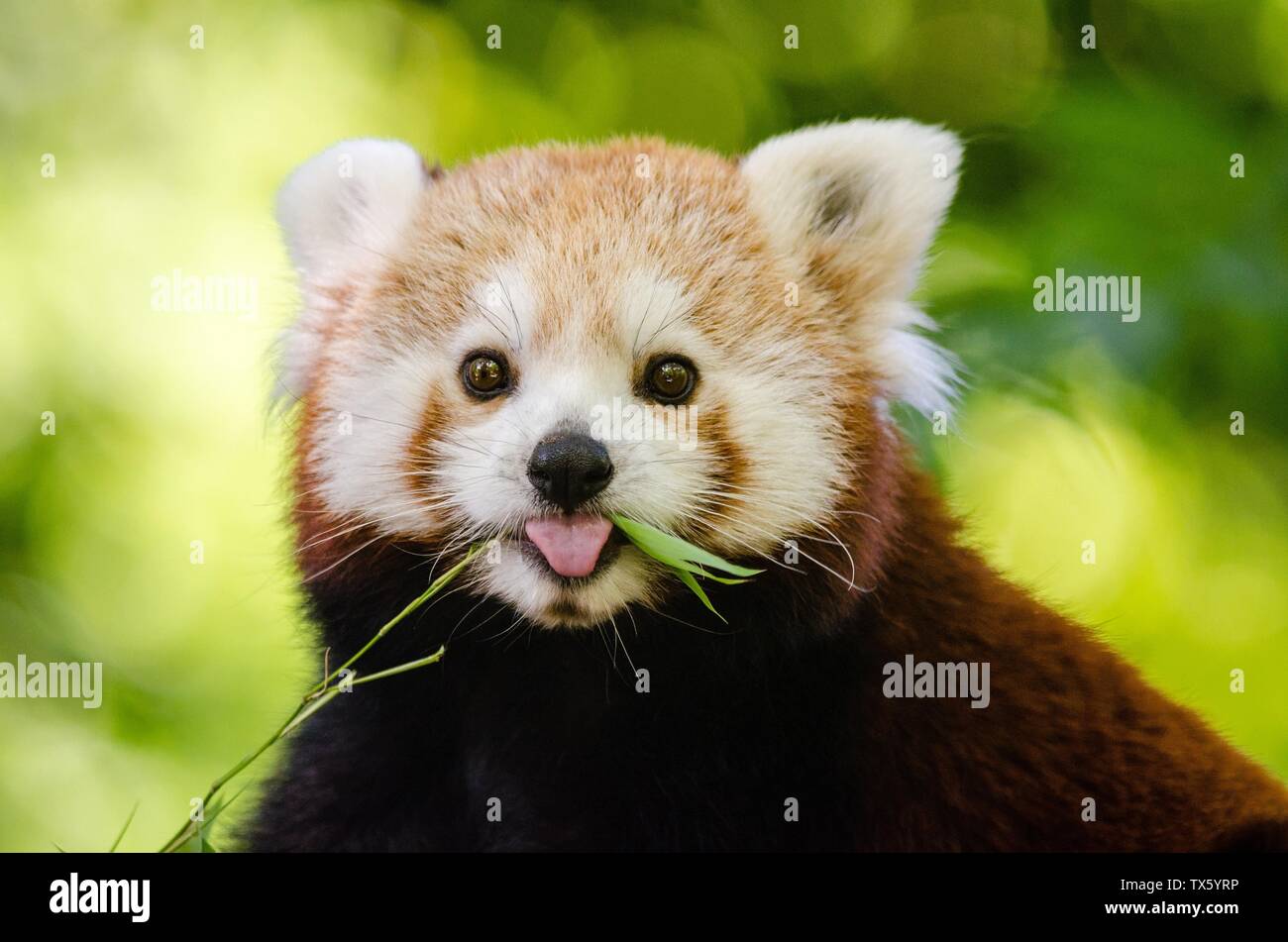 Red panda, Ailurus fulgens,  raccoon and bear families Stock Photo