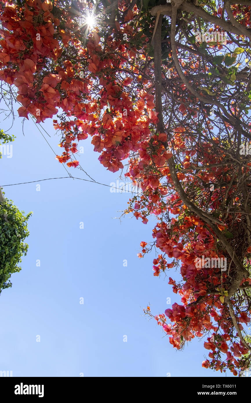 Bougainvillea flowers against blue sky on a sunny day in Mallorca, Spain Stock Photo