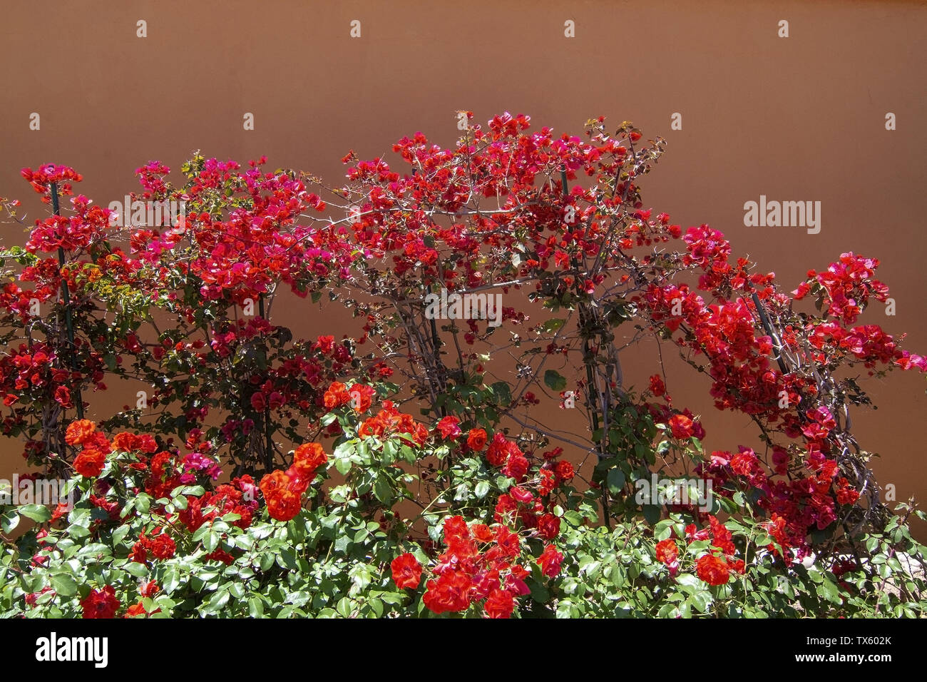 Red bougainvillea flowers against terracotta brown wall on a sunny day in Mallorca, Spain Stock Photo