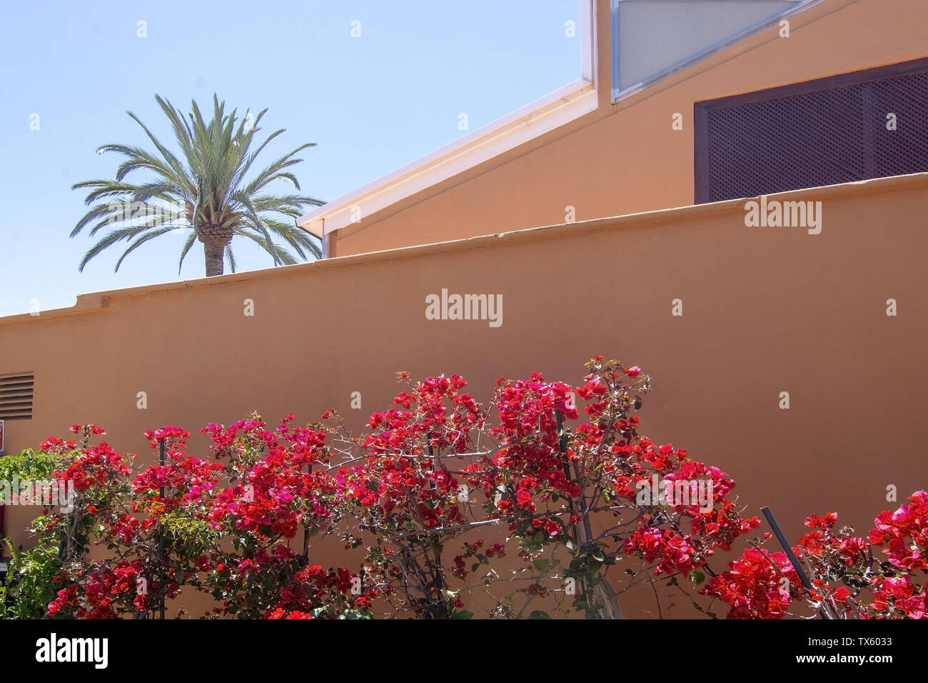 Red bougainvillea flowers against terracotta brown wall on a sunny day in Mallorca, Spain Stock Photo