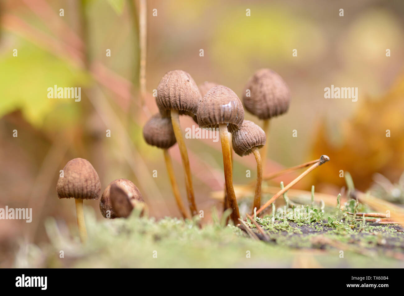 Mushrooms Psilocybe semilanceata growing on the ground Stock Photo