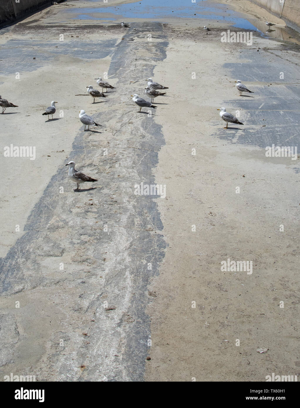 Dry concrete drainage canal with birds and Mediterranean sea in Mallorca, Spain. Stock Photo