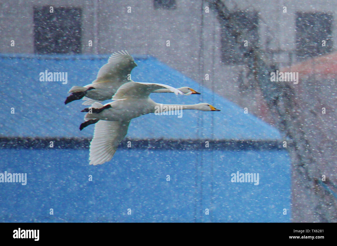 A batch of pictures of the White Swan Stock Photo Alamy