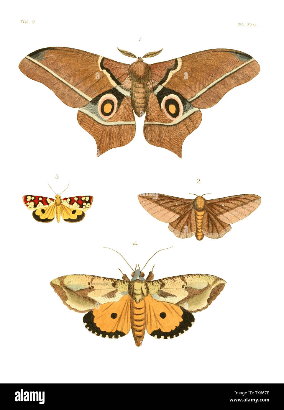 Plate XIII. 1. SATURNIA EPIMETHEA (= Imbrasia epimethea). 2. DRYOCAMPA VIRGINIENSIS (= Anisota virginiensis). 3. Ã†GOCERA AMABILIS (= Crameria amabilis).  4. TRIPHÃ†NA MATERNA (= Eudocima materna).; 1770 (plates). 1837 (text).; Illustrations of Exotic Entomology, Vol. II.; Plates: Dru Drury (1725â€“1803). Text: John Obadiah Westwood (1805â€“1893); Stock Photo