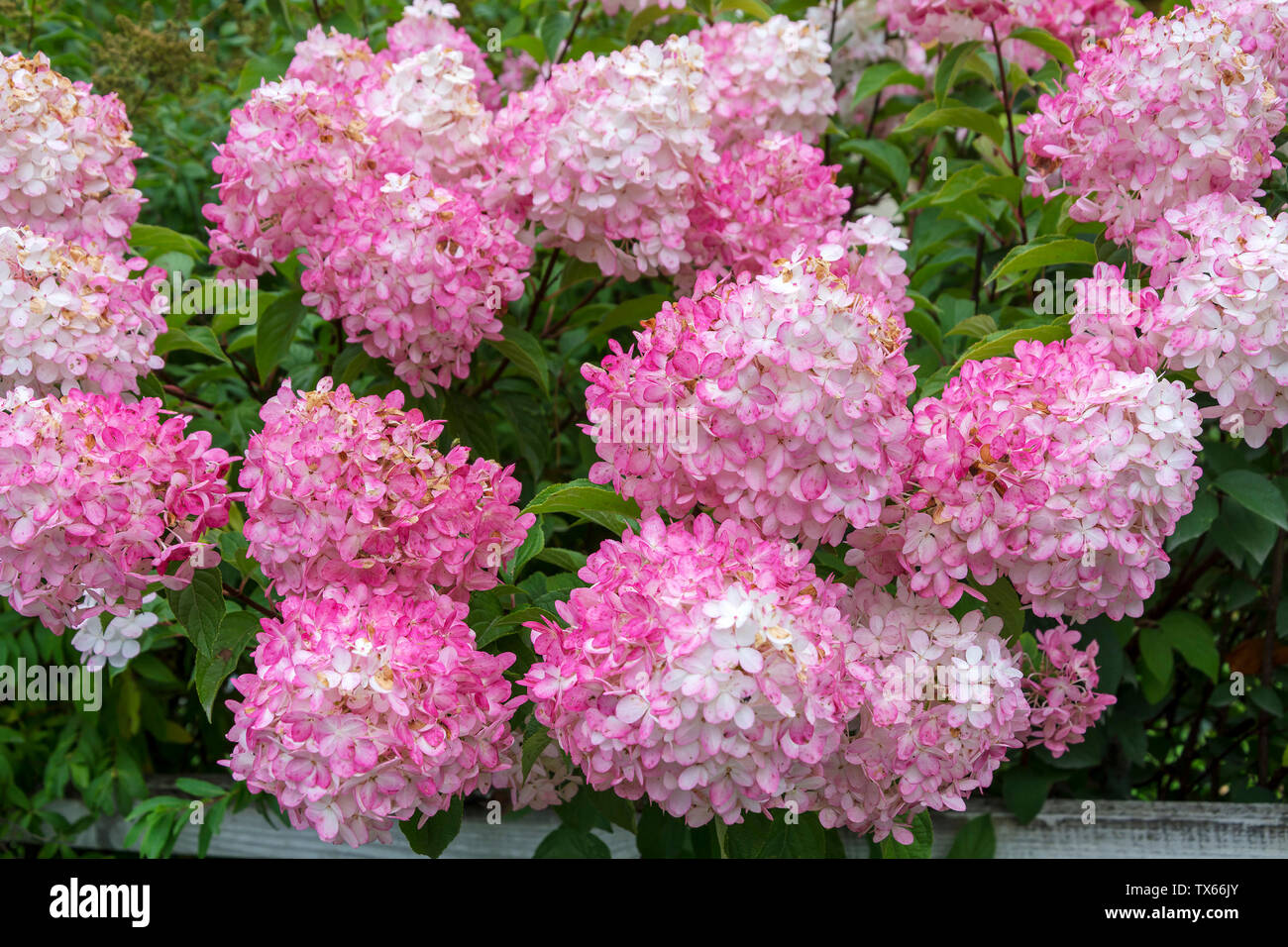 Flowering Bush hydrangea paniculata early fall Stock Photo Alamy