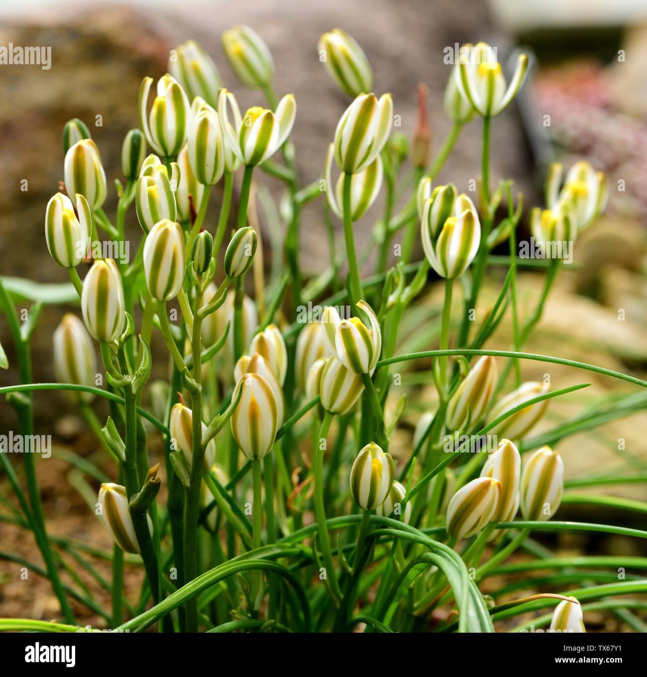 A clump of Slime Lilies in flower. Stock Photo