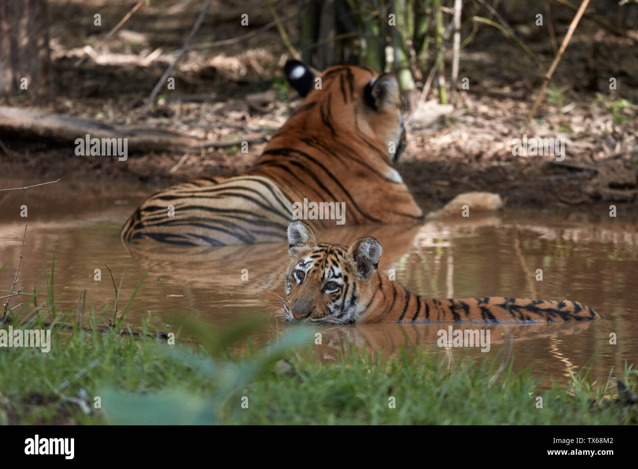 Maya Tigress family cooling of in the settle water of monsoon, Tadoba, India. Stock Photo