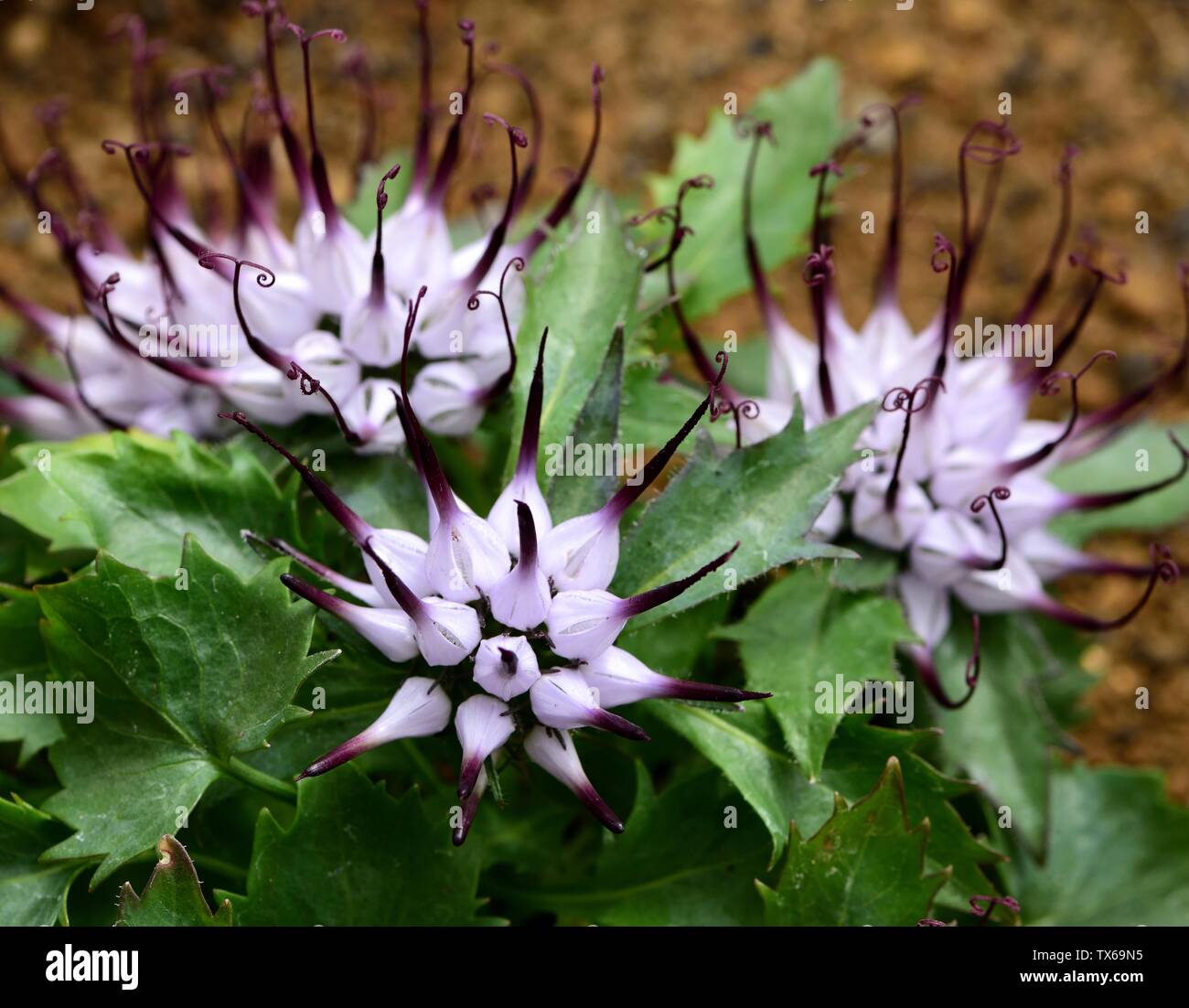The Tufted Horned Rampion in flower. Stock Photo