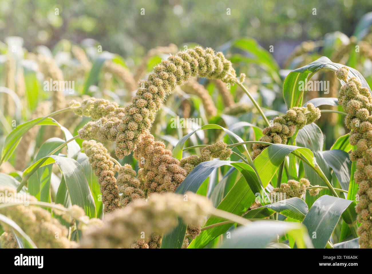 The millet grown in the field Stock Photo Alamy