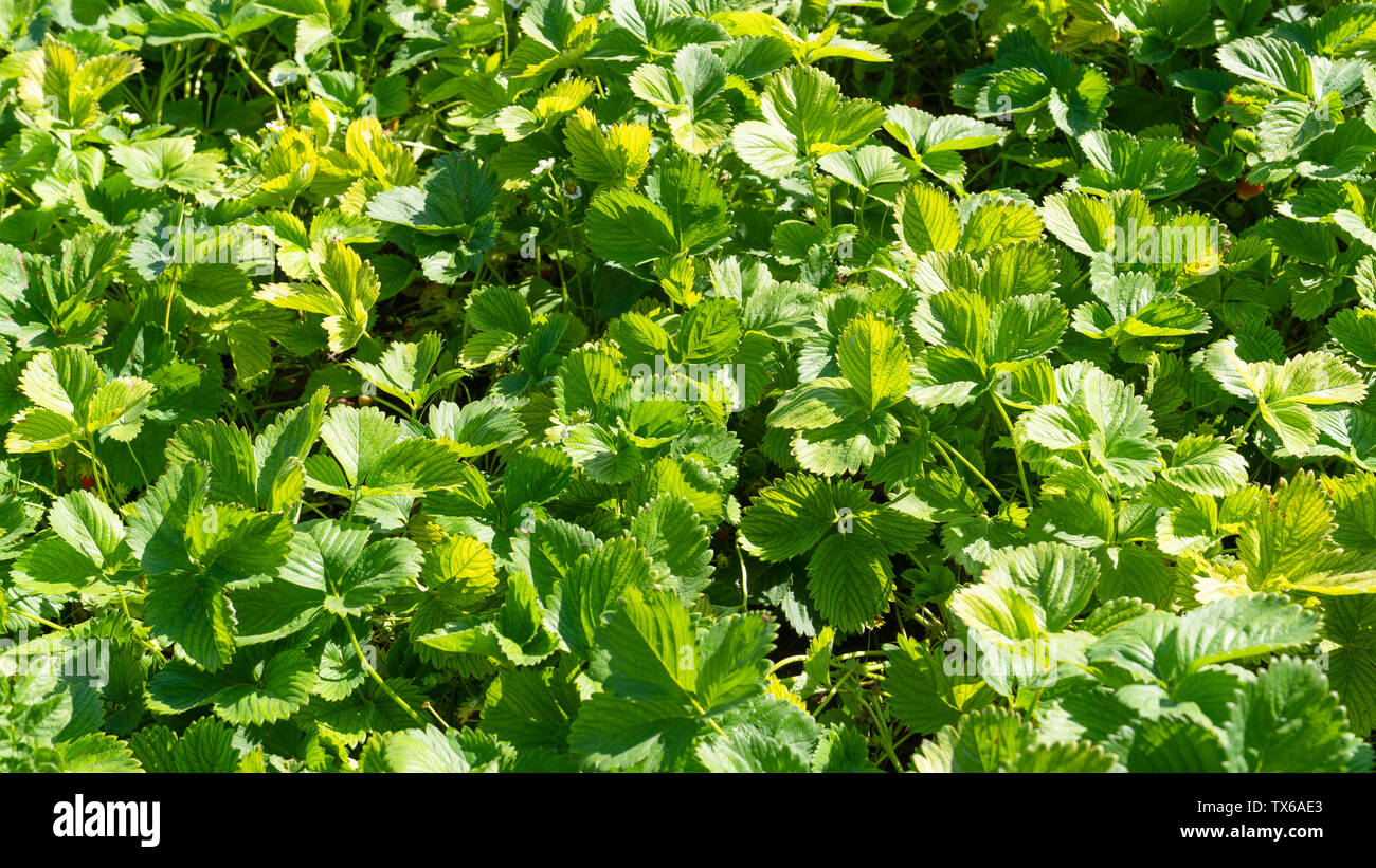 Green strawberry leaves texture (background) Stock Photo