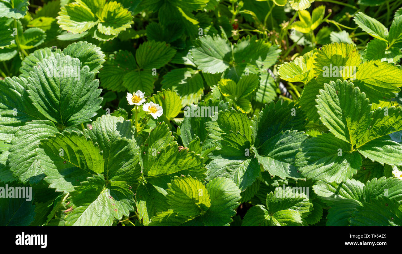Green strawberry leaves with two blooming flowers texture (background