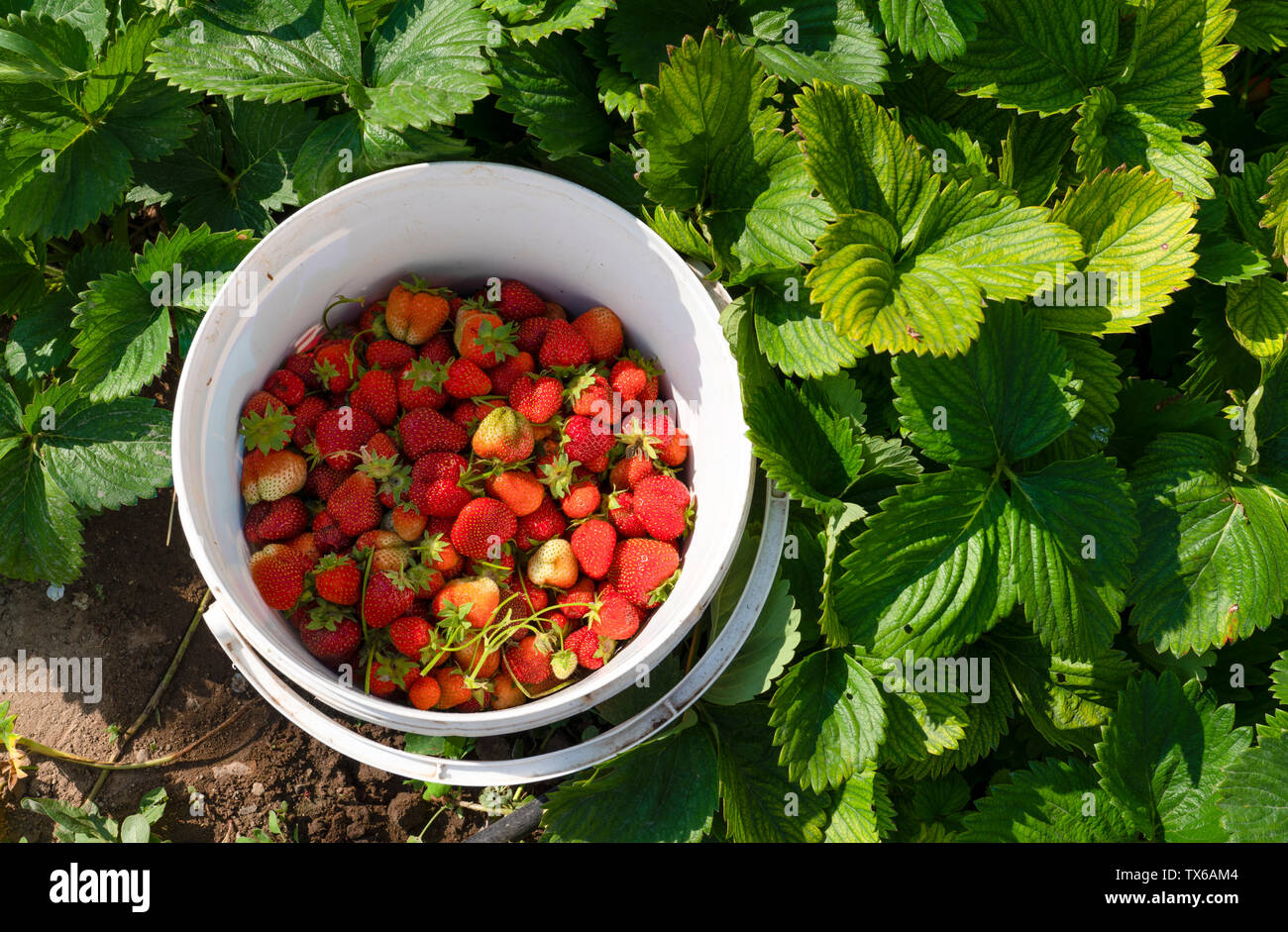 Picking strawberries in field, many strawberries in a plastic container