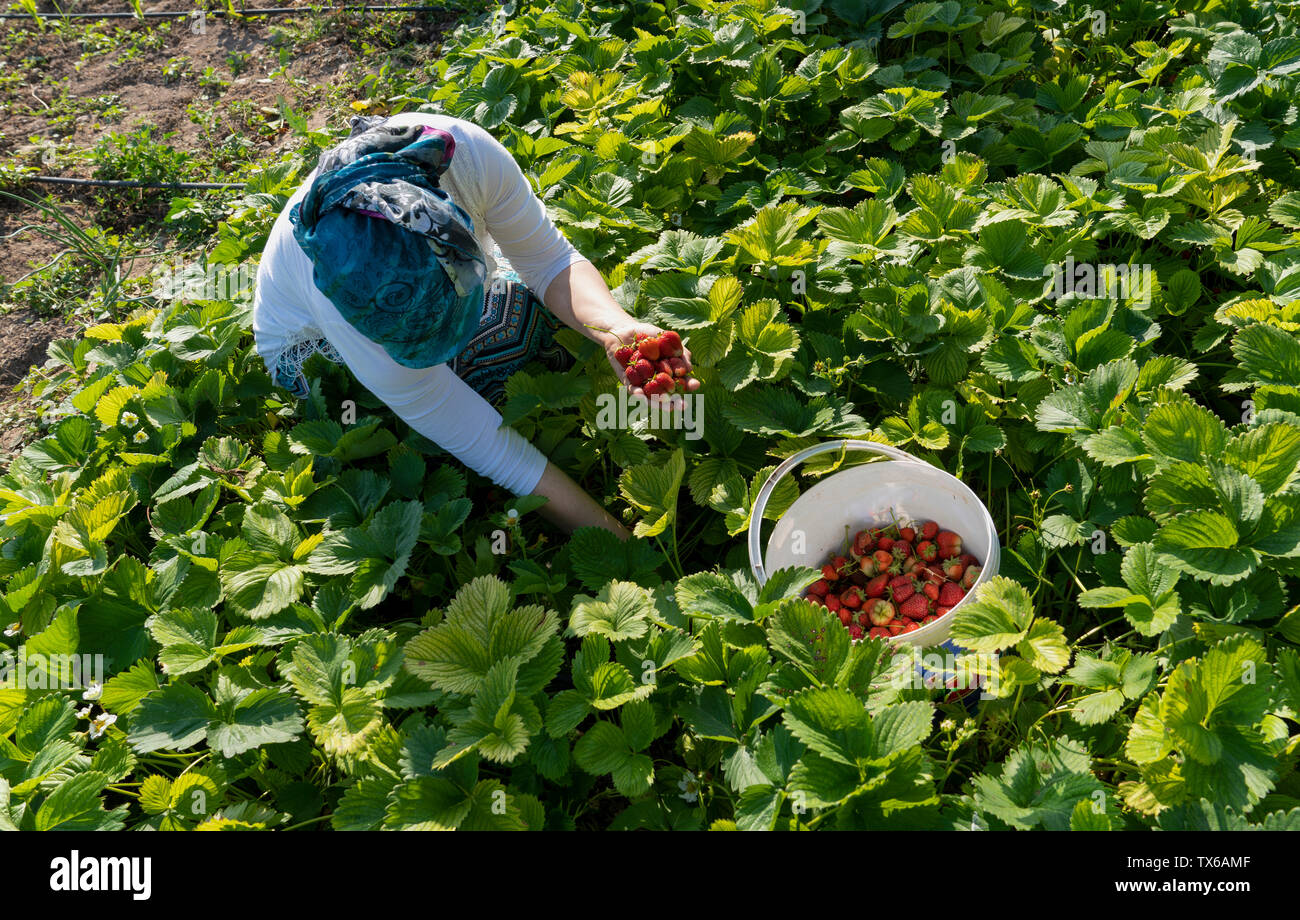 Woman picking strawberries in field Stock Photo - Alamy