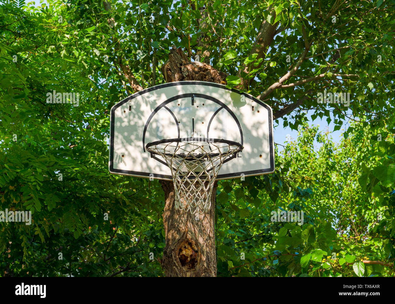 Basketball hoop hung on (attached) a green tree trunk Stock Photo