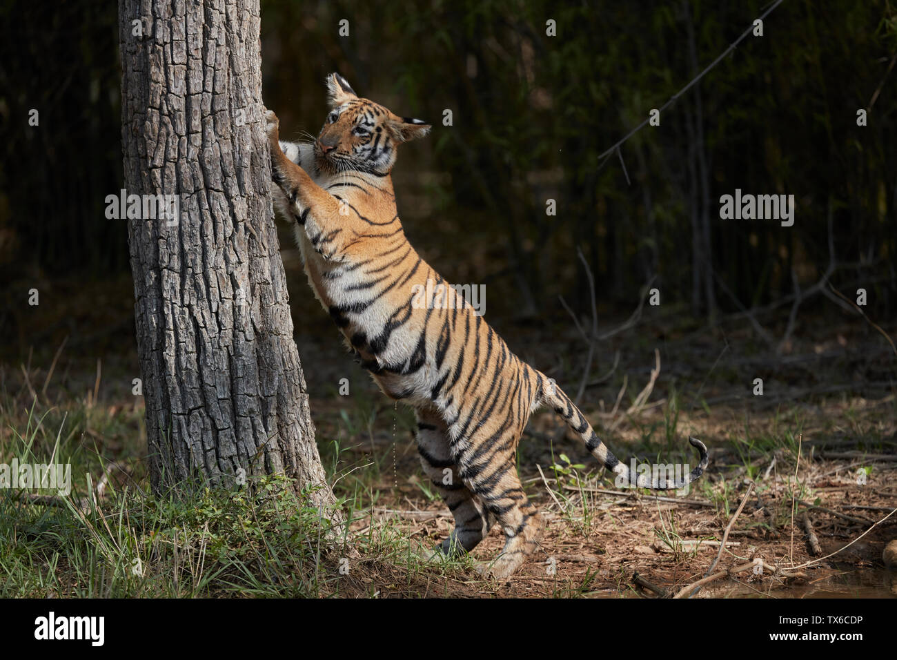 Maya Tigress cub claw marking on a Tree, Tadoba Forest, India. Stock Photo