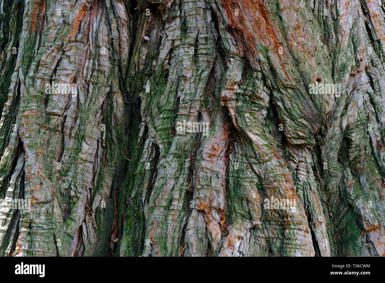 dry pine wood bark texture closeup, macro photography Stock Photo Alamy