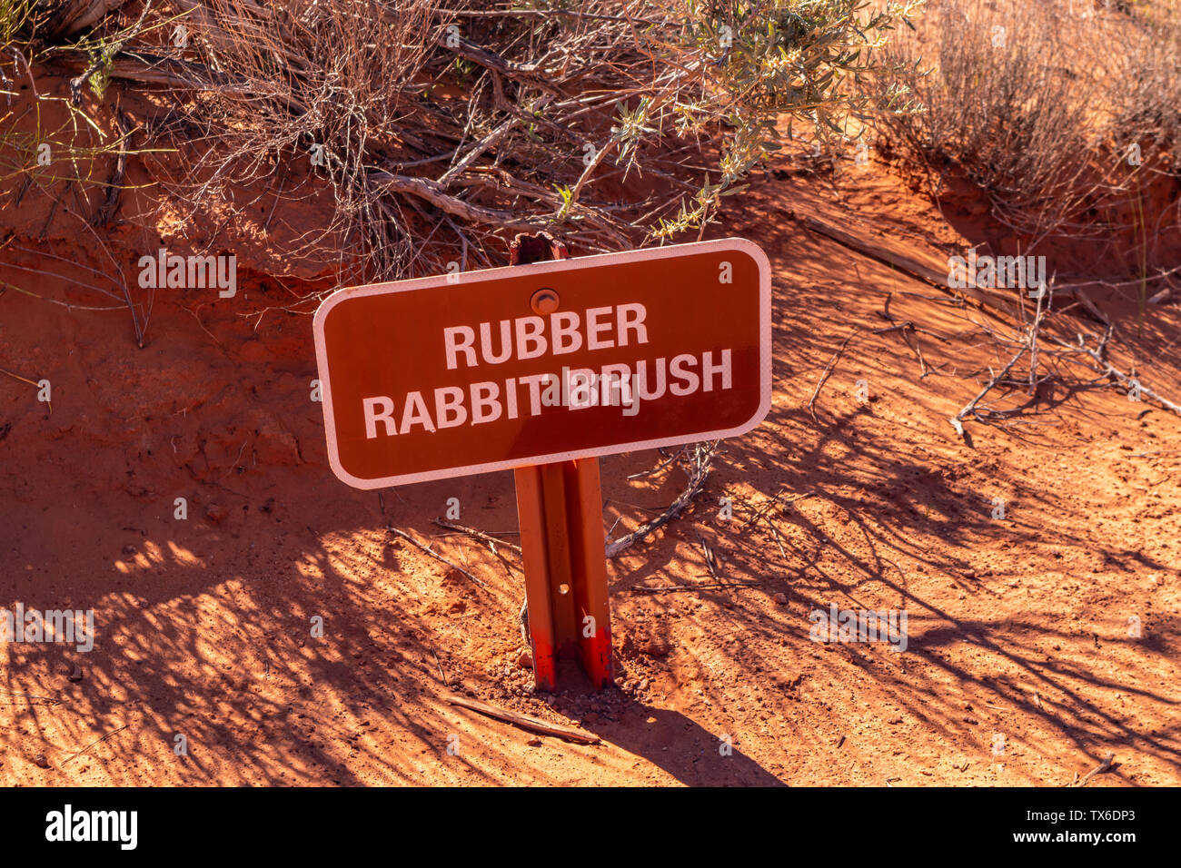 Desert rubber rabbit brush. Plant and sign against blur red sand background. Trail path signage Monument Valley Navajo Tribal Park, USA Stock Photo