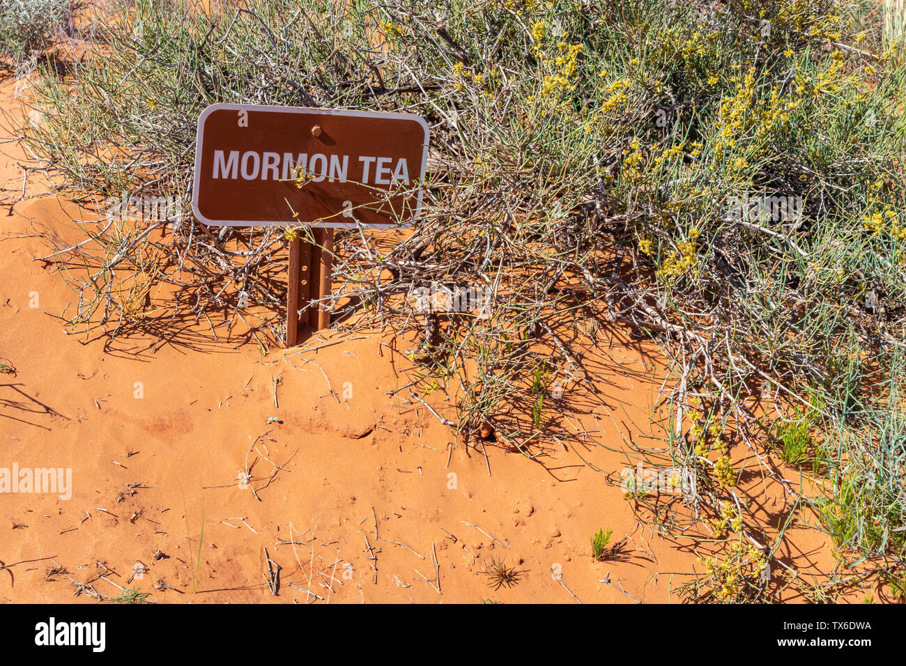 Desert mormon tea. Plant and sign against blur red sand background. Trail path signage Monument Valley Navajo Tribal Park, USA Stock Photo