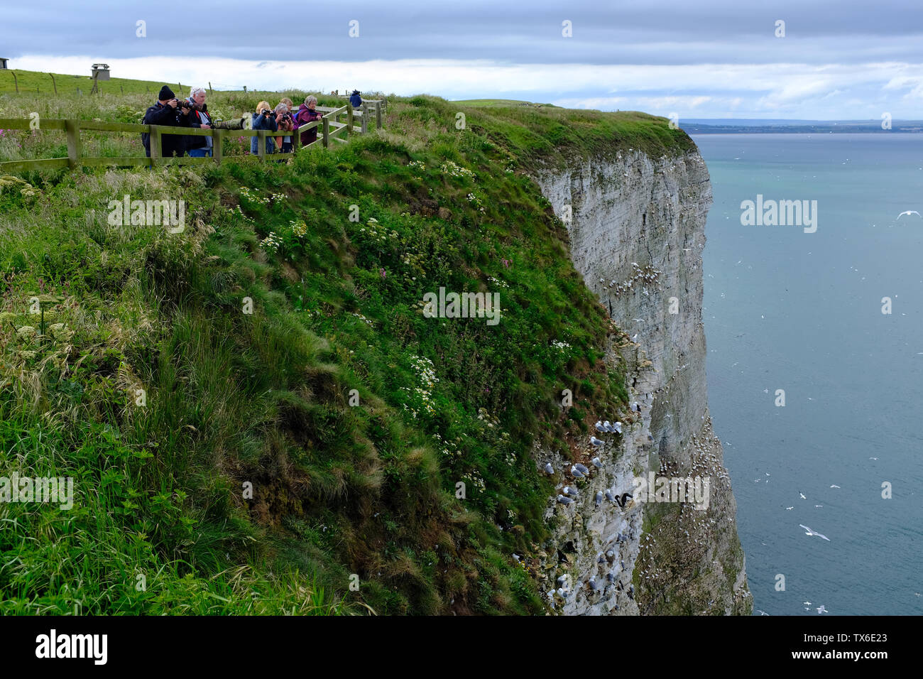 Bempton Cliffs North Yorkshire UK Stock Photo