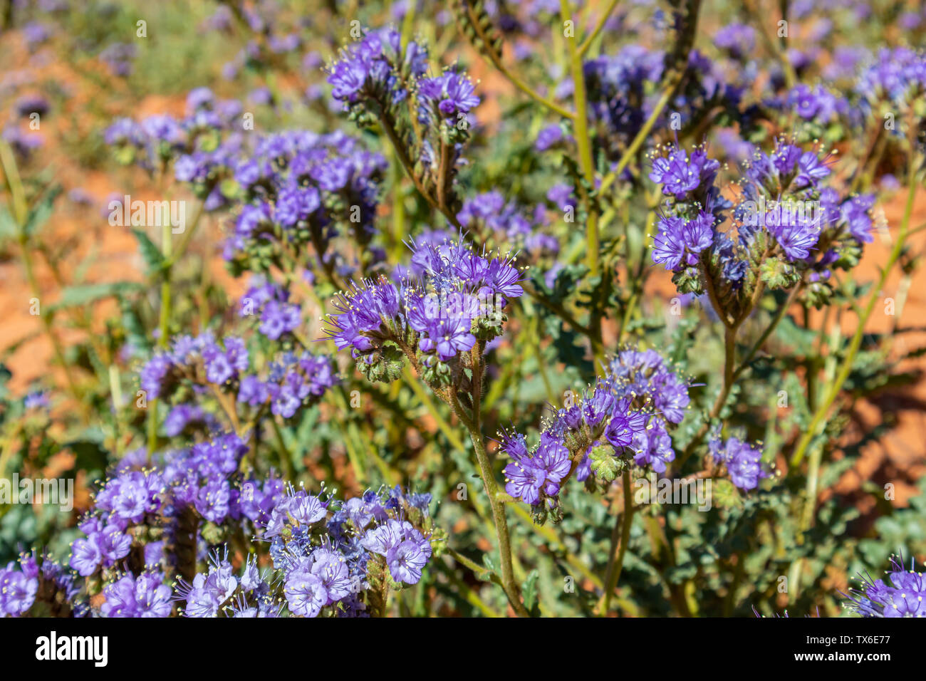 Desert purple, blue wild flower. Phacelia blooming plant against red sand background. Monument Valley Navajo Tribal Park, USA Stock Photo