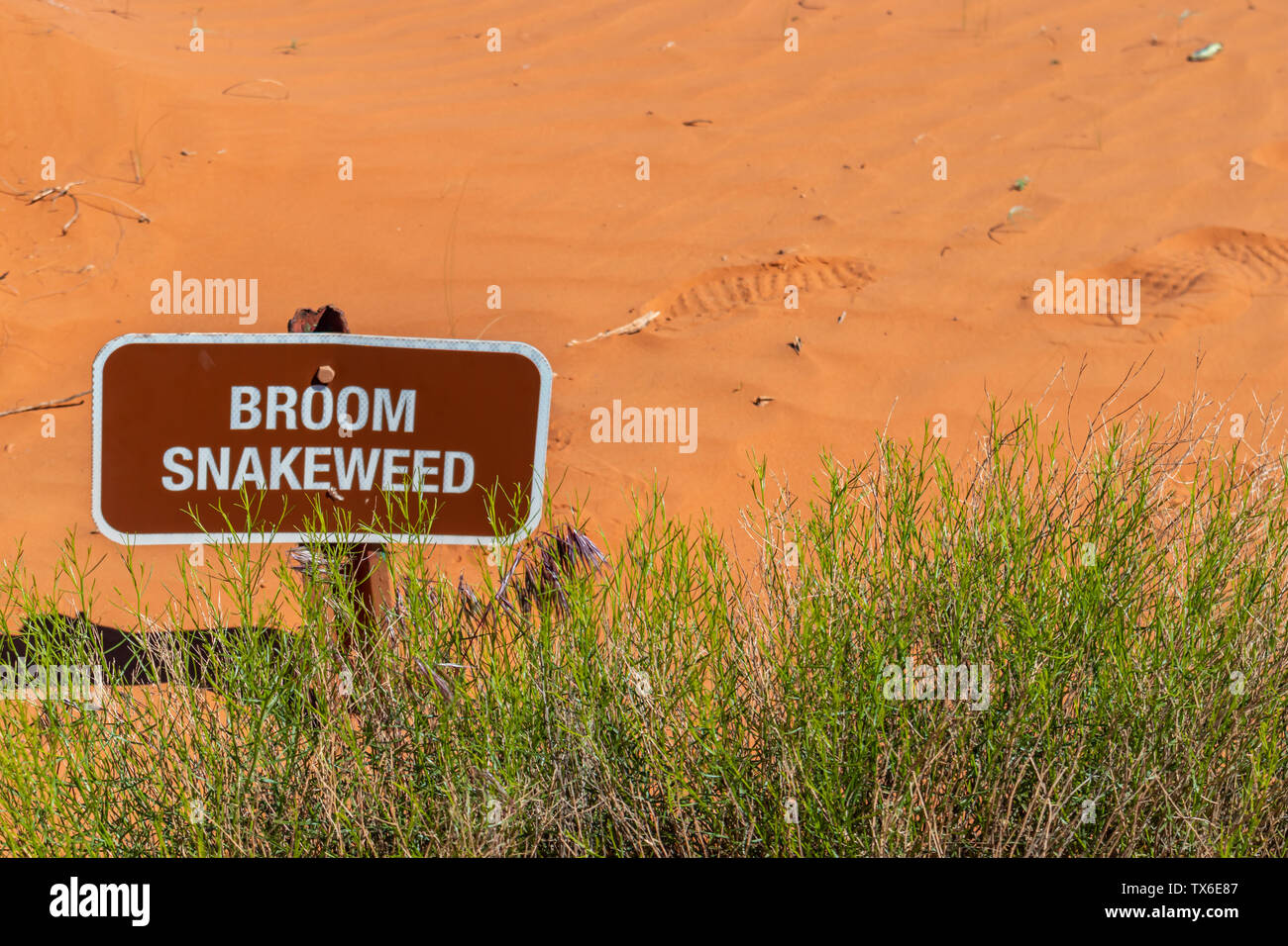 Desert broom snakeweed. Plant and sign against blur red sand background. Trail path signage Monument Valley Navajo Tribal Park, USA Stock Photo