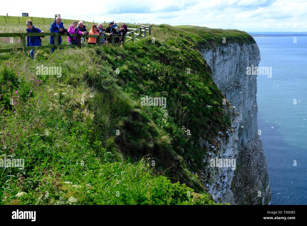 Bempton Cliffs North Yorkshire UK Stock Photo