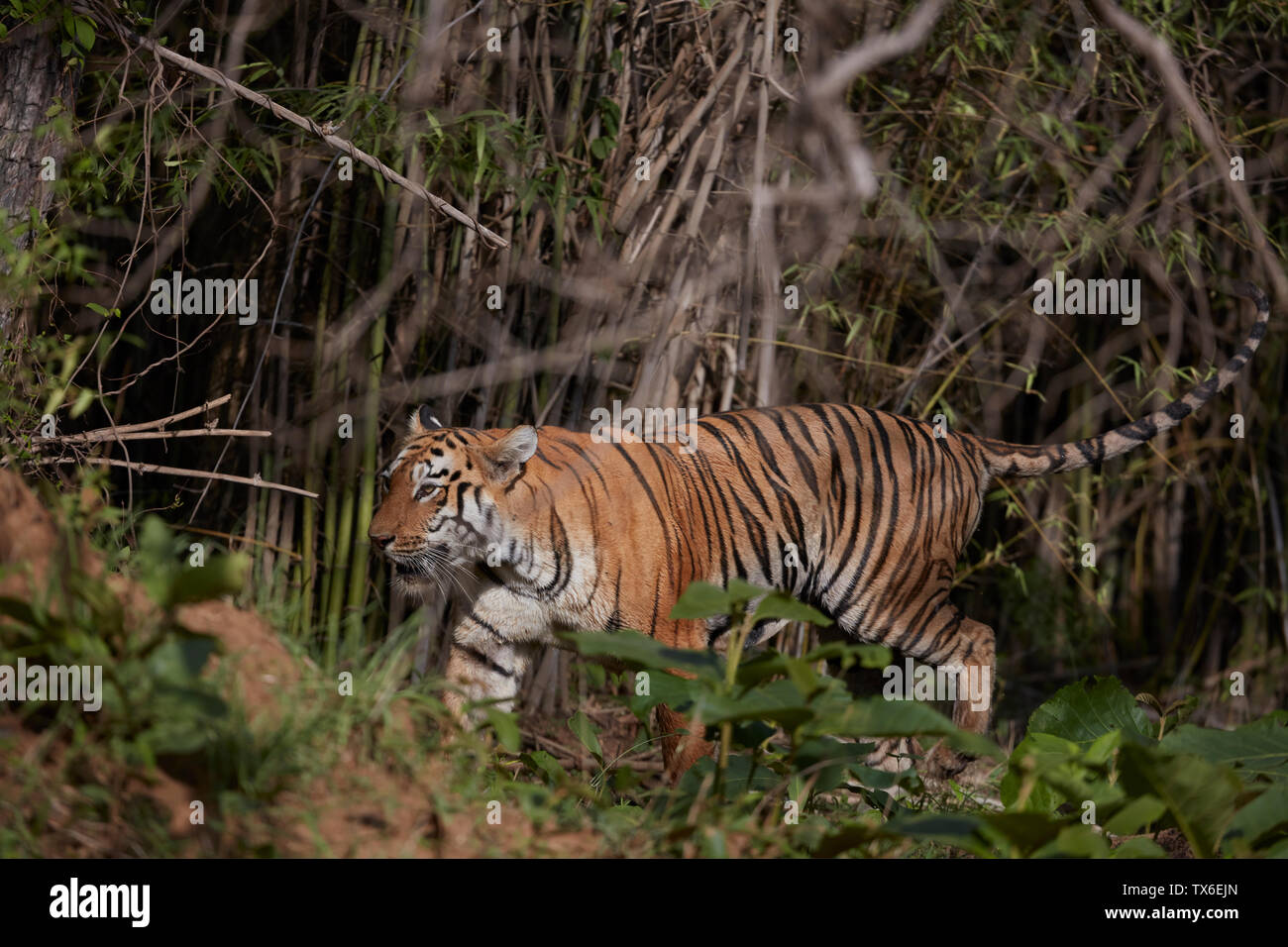 Maya Tigress Prowling at Tadoba Forest, India. Stock Photo