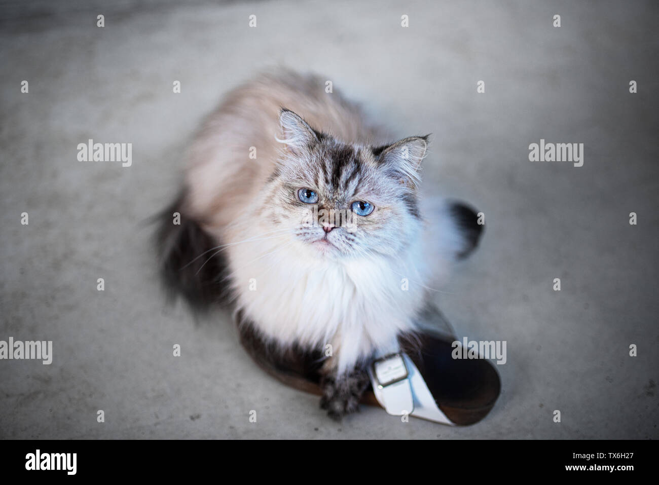 fluffy long-haired cat relaxing on pair of shoes Stock Photo