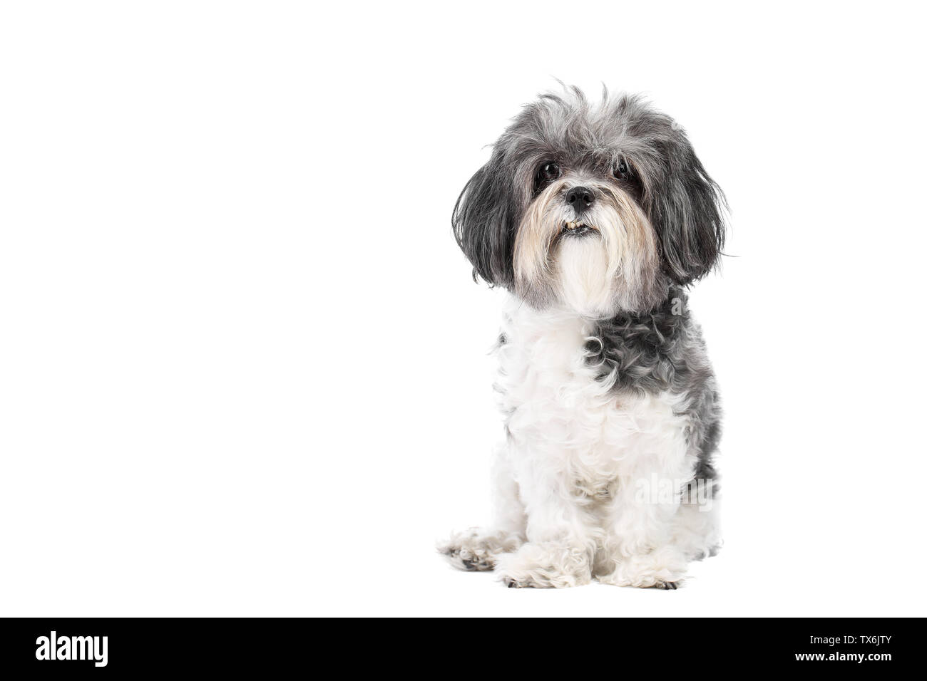 Cute, black white and grey Bichon Havanese dog sitting obedient and looking to the camera. Isolated on white background Stock Photo