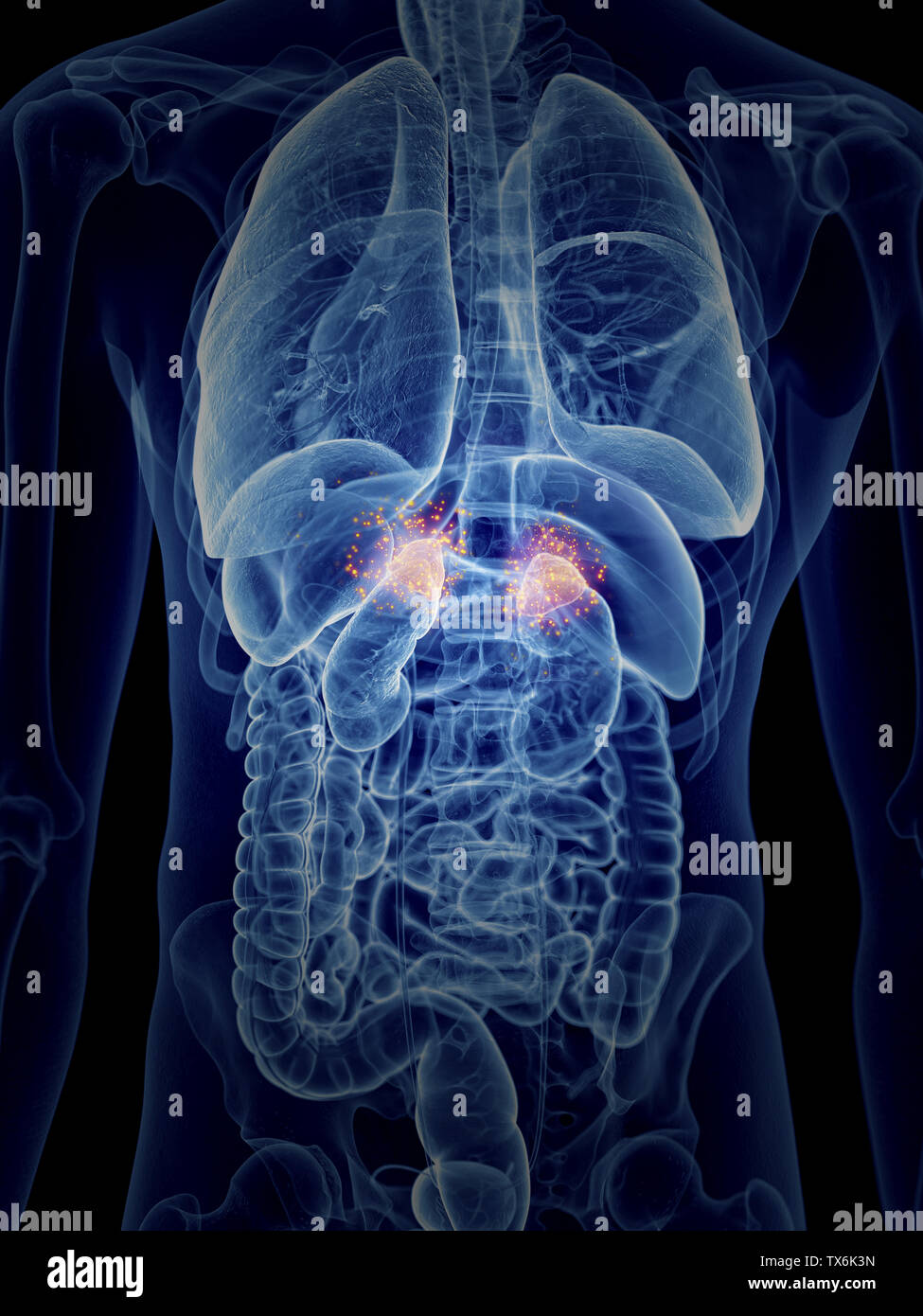 Human Adrenal Glands High Resolution Stock Photography and Images Biology Diagrams