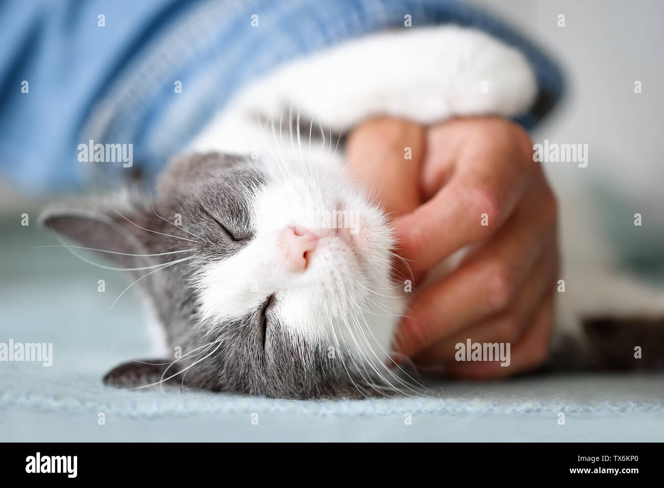 Close up of a beautiful cat with closed eyes enjoying snuggling with its human Stock Photo